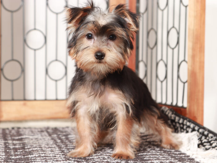 Buzz - Delightful Little Male Yorkie Puppy - Image 2