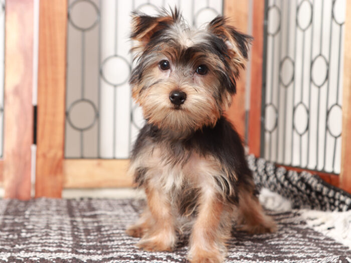 Buzz - Delightful Little Male Yorkie Puppy - Image 3