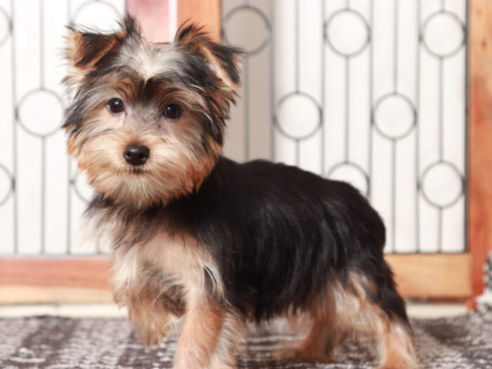 Buzz - Delightful Little Male Yorkie Puppy - Image 4