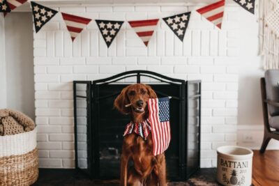 Dog holding a flag