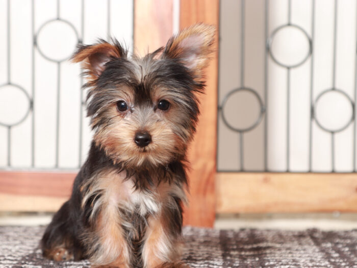 Candy - Stunning Little Female Yorkie Puppy