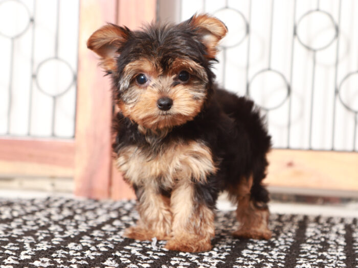 Candy - Stunning Little Female Yorkie Puppy