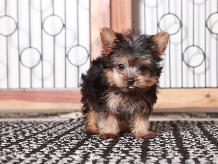 Candy - Stunning Female Teacup Yorkie Puppy