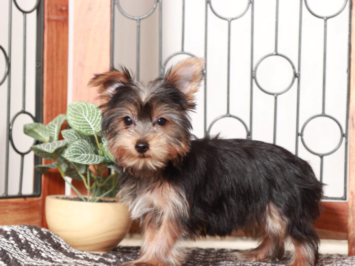 Candy - Stunning Little Female Yorkie Puppy - Image 2