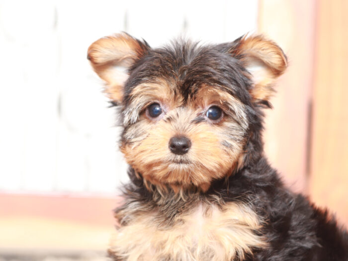 Candy - Stunning Little Female Yorkie Puppy - Image 2