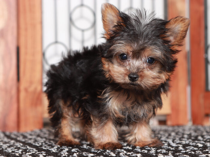 Candy - Stunning Female Teacup Yorkie Puppy - Image 2