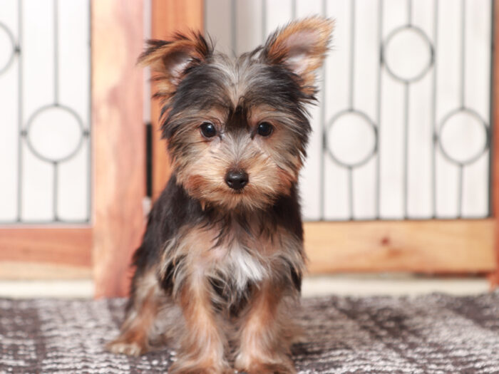 Candy - Stunning Little Female Yorkie Puppy - Image 3