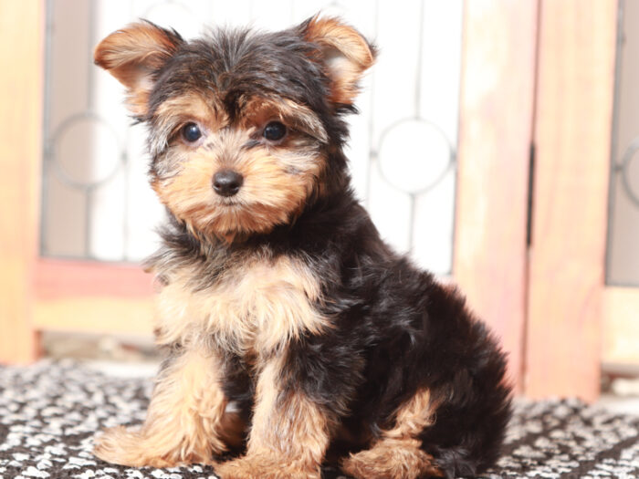Candy - Stunning Little Female Yorkie Puppy - Image 3
