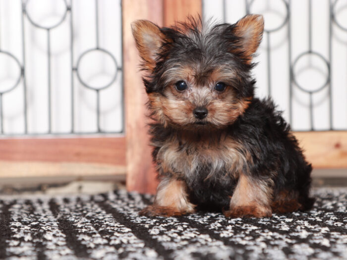 Candy - Stunning Female Teacup Yorkie Puppy - Image 3