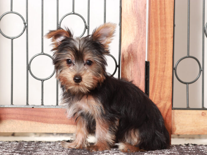 Candy - Stunning Little Female Yorkie Puppy - Image 4