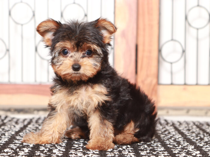 Candy - Stunning Little Female Yorkie Puppy - Image 4