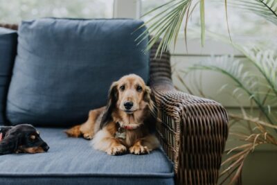 Long-haired Dachshund