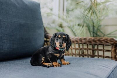 Dachshund pup sitting on the couch