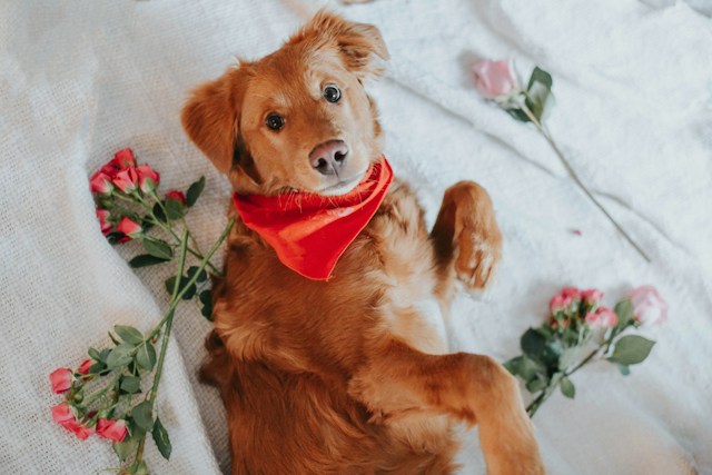 Dog Friendly Valentine's Day Event