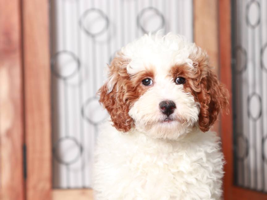Carmela Sweet female AKC Mini Poodle Florida Puppies Online