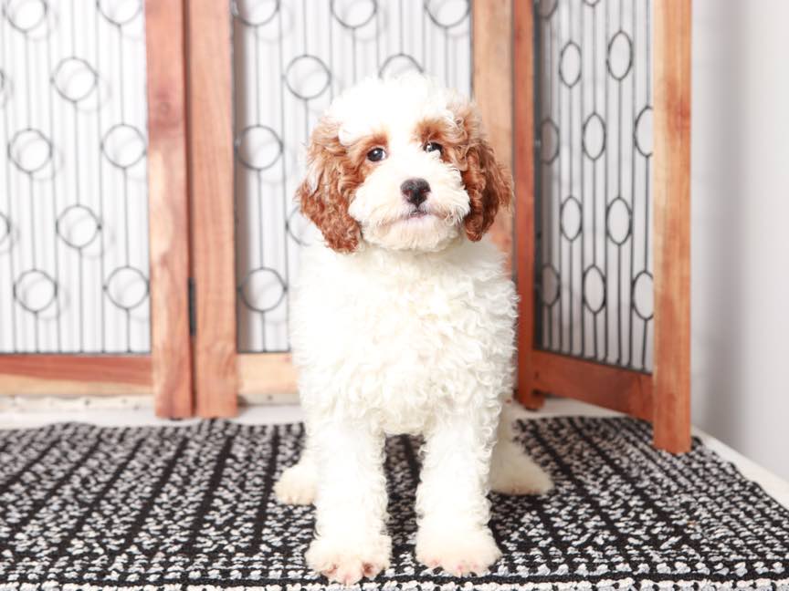 Carmela - Sweet female AKC Mini Poodle - Image 3