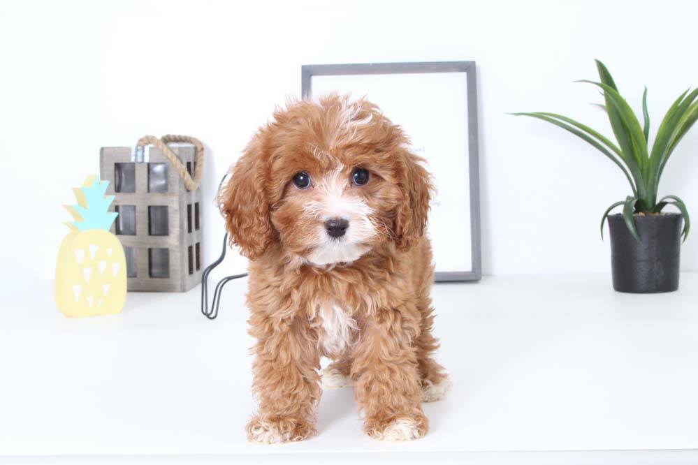 Malti cavapoo hot sale