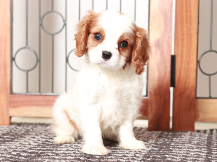 Charlie - Cool Little Male Cavalier Puppy