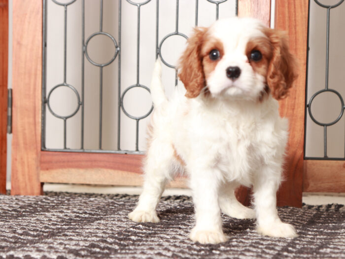 Charlie - Cool Little Male Cavalier Puppy - Image 2