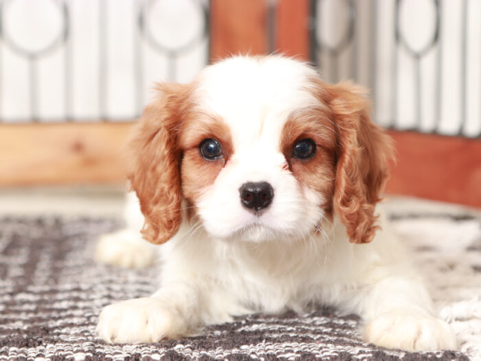 Charlie - Cool Little Male Cavalier Puppy - Image 3