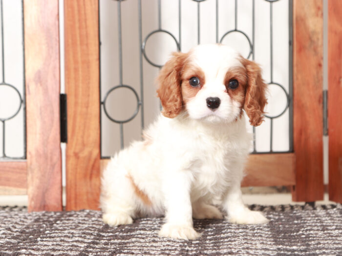 Cavalier Puppy for Sale