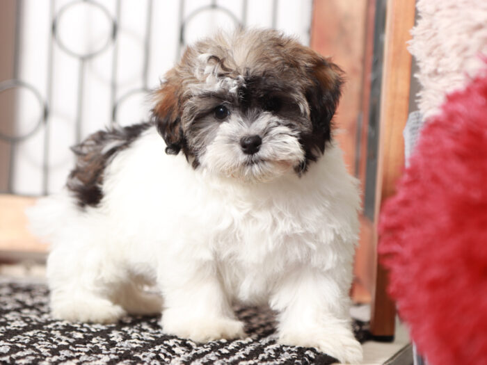 Charlotte  - Darling Little Female Havapoo Puppy