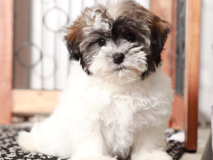 Charlotte  - Darling Little Female Havapoo Puppy - Image 2