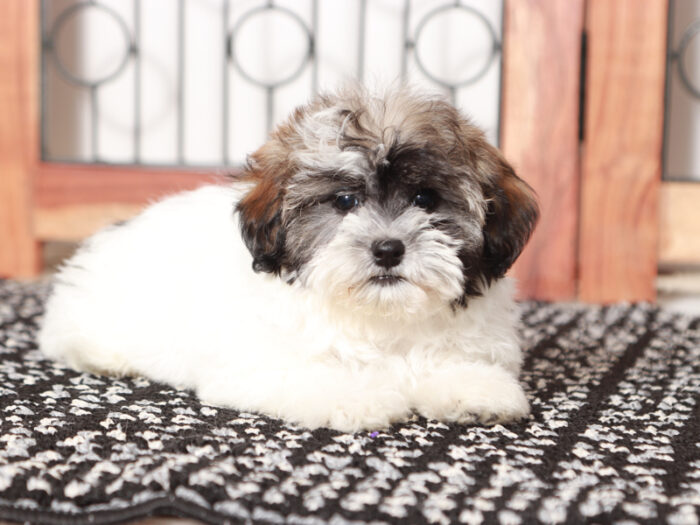 Charlotte  - Darling Little Female Havapoo Puppy - Image 3
