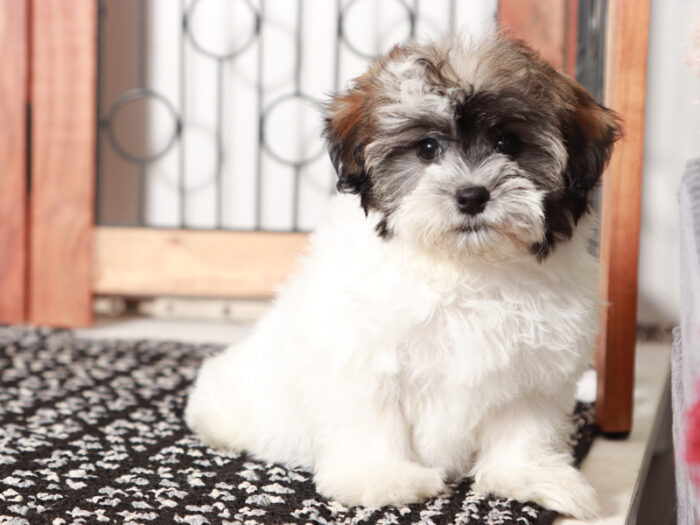 Charlotte  - Darling Little Female Havapoo Puppy - Image 4
