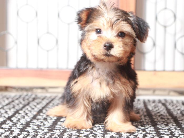 Chase- Loving Little Male ACA Yorkie Puppy