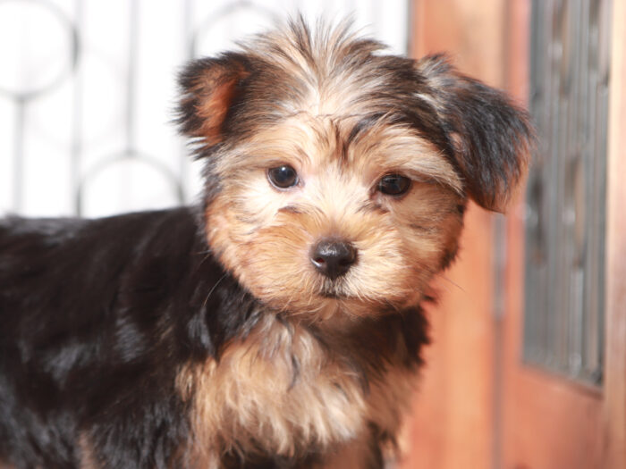 Chase- Loving Little Male ACA Yorkie Puppy - Image 2