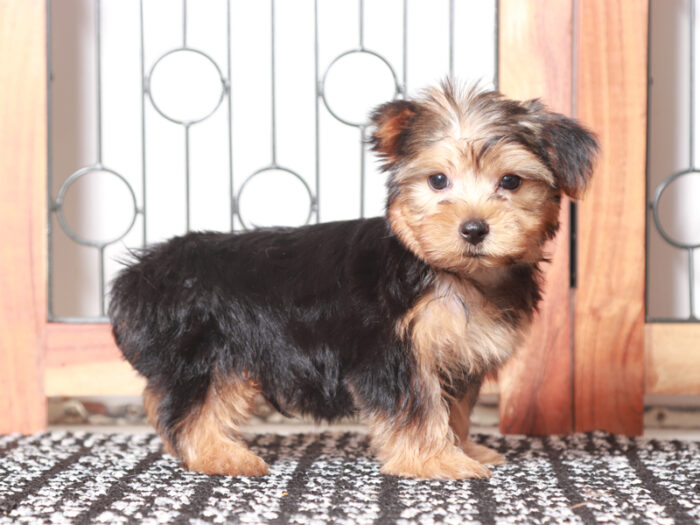 Chase- Loving Little Male ACA Yorkie Puppy - Image 3