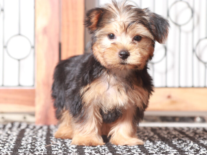 Chase- Loving Little Male ACA Yorkie Puppy - Image 5
