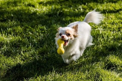 Long Haired Chihuahua playing