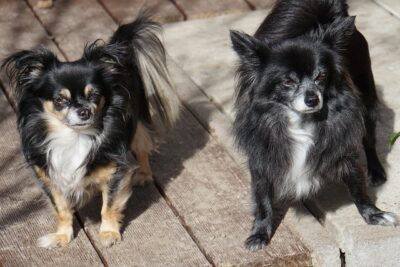 Two long haired chihuahuas sunning themselves