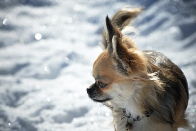 Long Haired Chihuahua on the snow