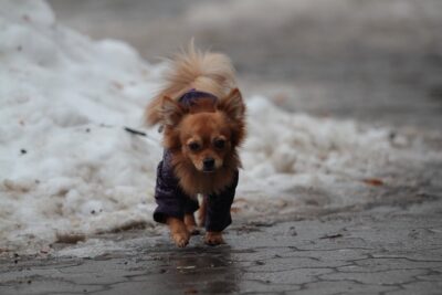 Chihuahua outside walking on the snow