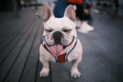 French Bulldog with its tongue out