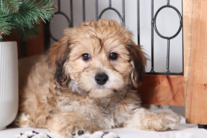 Christian - Loving Little Male Yochon Puppy - Image 3