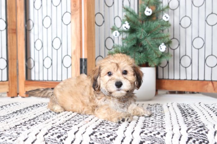 Christian - Loving Little Male Yochon Puppy - Image 2