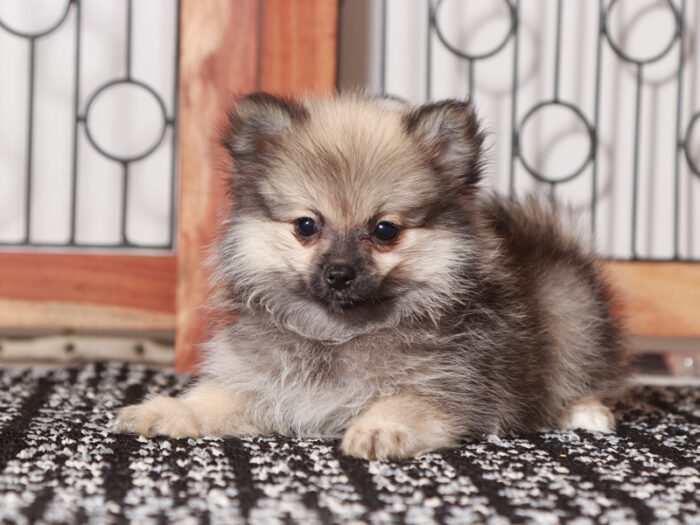 Claire - Stunning Little ACA Female Pomeranian Puppy