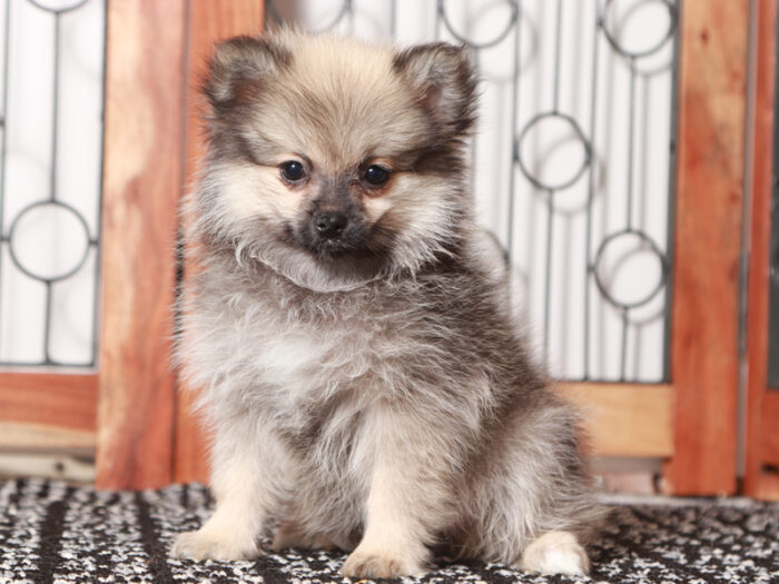 Claire - Stunning Little ACA Female Pomeranian Puppy - Image 2