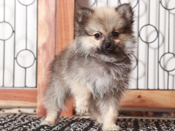 Claire - Stunning Little ACA Female Pomeranian Puppy - Image 3