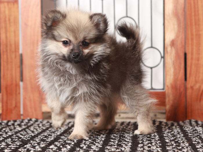 Claire - Stunning Little ACA Female Pomeranian Puppy - Image 4