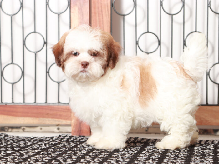 Cobalt - Sweet male Teddy Bear Puppy for Sale in Florida