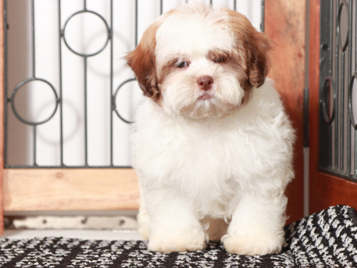 Cobalt - Sweet male Teddy Bear Puppy for Sale in Florida - Image 2