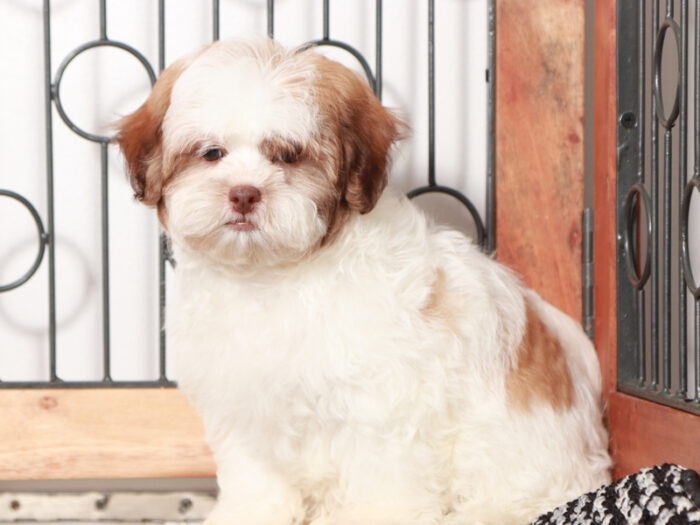 Cobalt - Sweet male Teddy Bear Puppy for Sale in Florida - Image 3