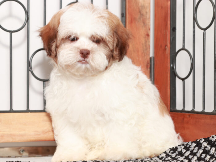 Cobalt - Sweet male Teddy Bear Puppy for Sale in Florida - Image 4