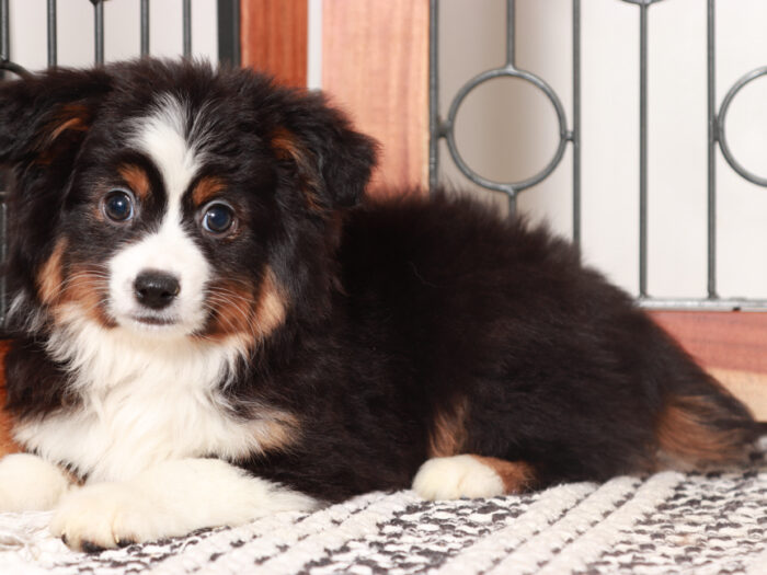 Cody - Happy Male Mini Aussie Puppy