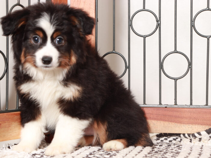 Cody - Happy Male Mini Aussie Puppy - Image 2